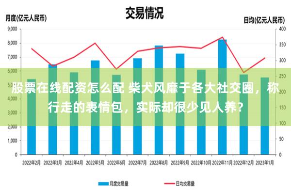 股票在线配资怎么配 柴犬风靡于各大社交圈，称行走的表情包，实际却很少见人养？