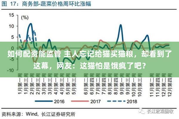 如何配资能监管 主人忘记给猫买猫粮，却看到了这幕，网友：这猫怕是饿疯了吧？